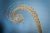 Beauty in nature spiral design golden ratio concept