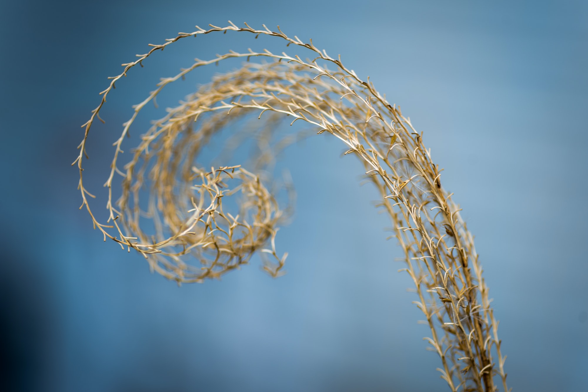 Beauty in nature spiral design golden ratio concept